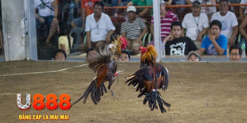 77bet đăng nhập mậu binh khuyến mãi