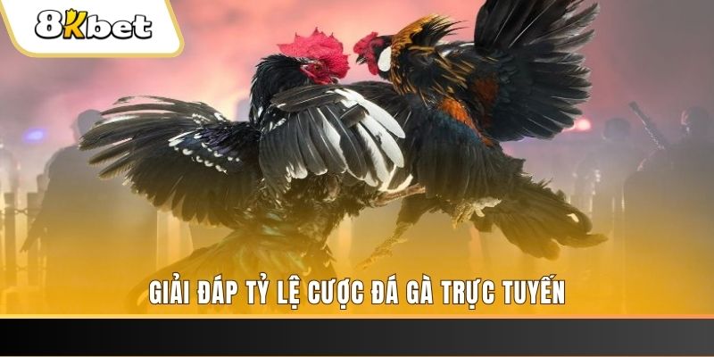 77bet trực tiếp đá gà thomo