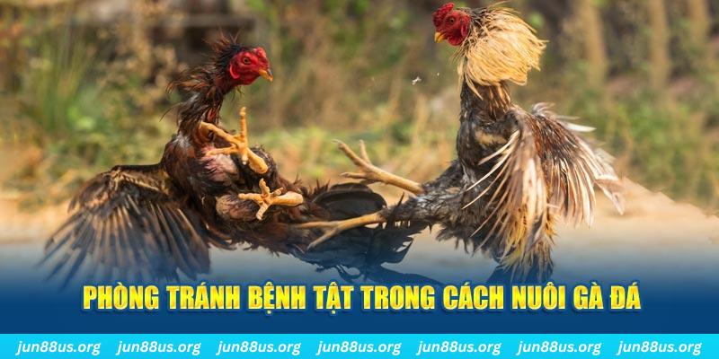 77bet Bài Poker Bonus
